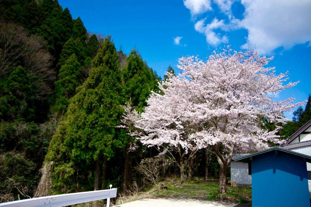 Photo of Others in Echizen-cho