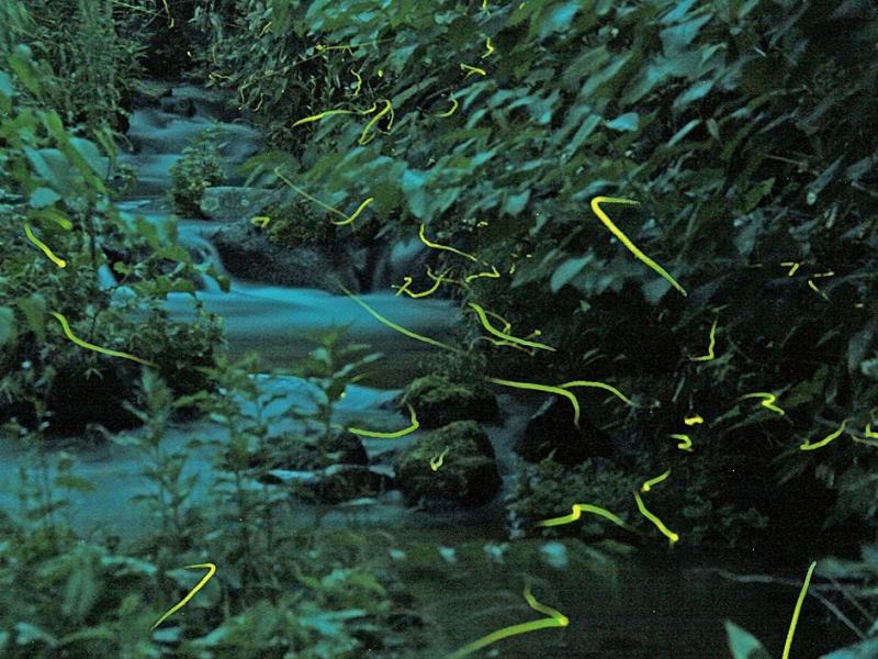 Photo of Others in Shiga Highlands
