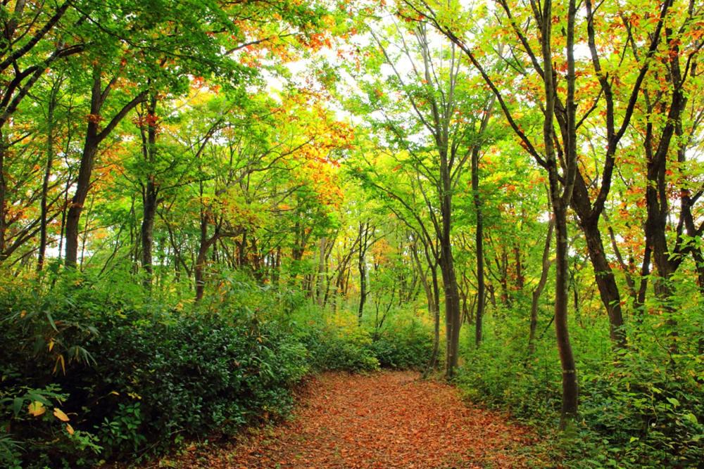 Photo of Outdoor in Madarao Mountain Resort