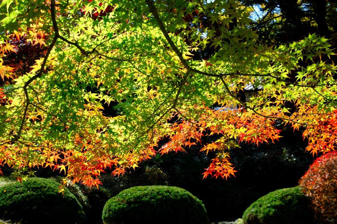 Photo of Others in Fujikawaguchiko