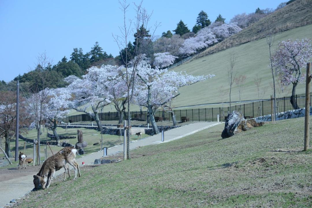 Photo of Others in Nara