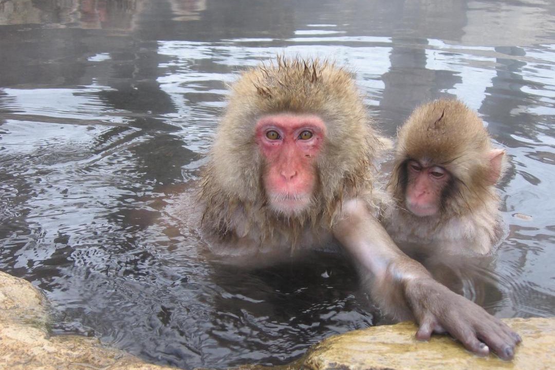 Photo of Others in Yudanaka Shibu Onsen
