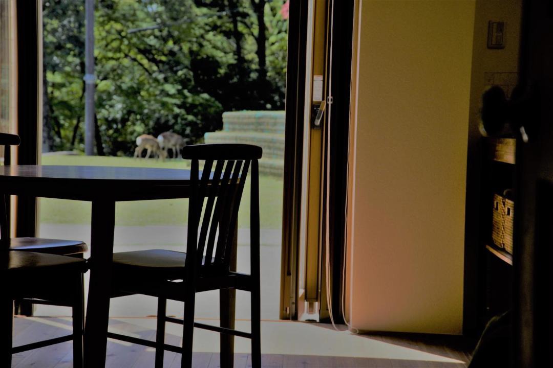 Photo of Others in Nara