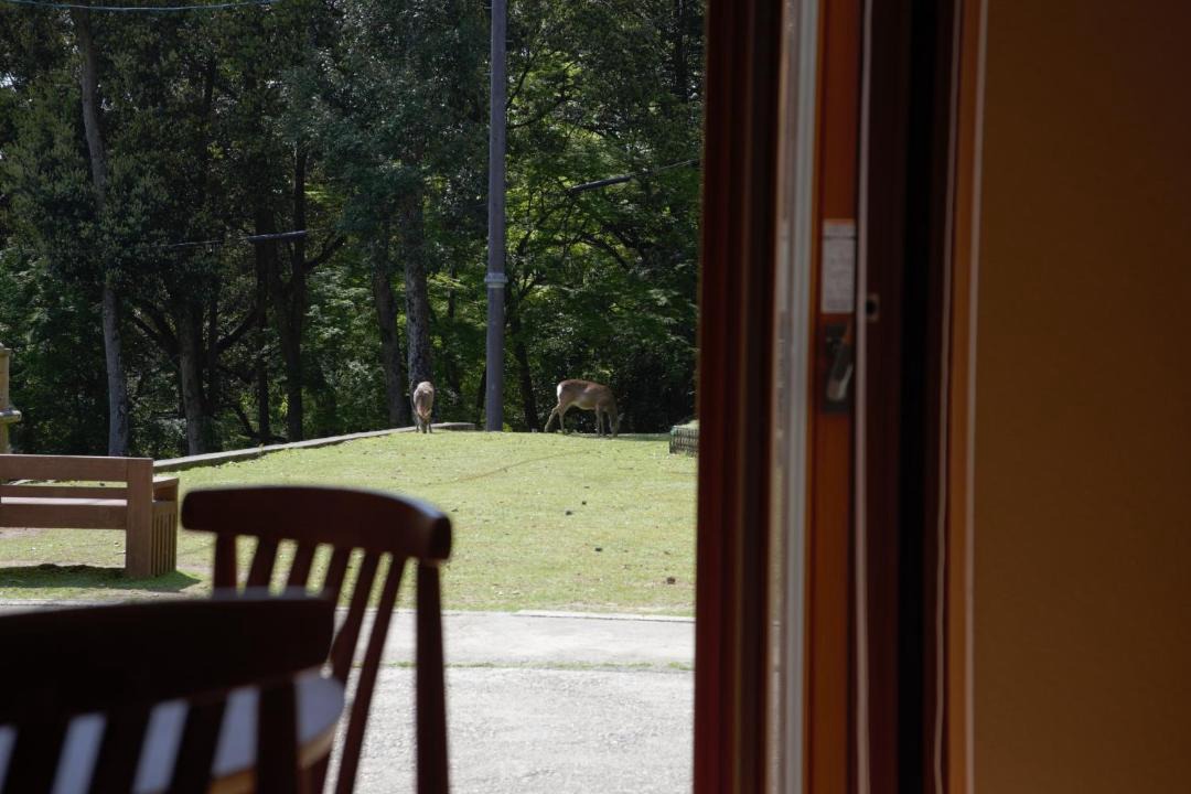 Photo of Others in Nara