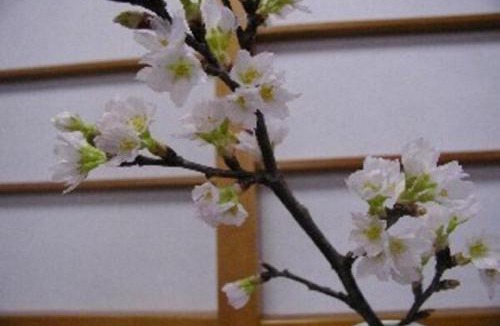 Sakata Hotel | Wakaba Ryokan/Vacation STAY 29376