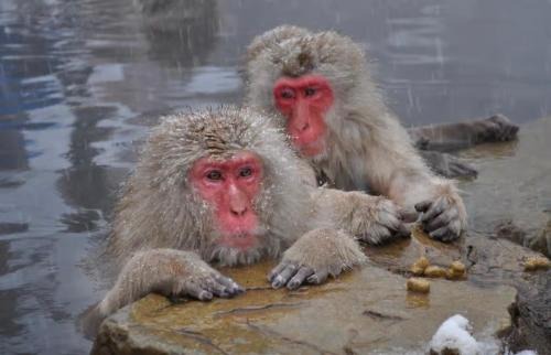 Shiga Highlands Hotel | Nishihoppo Onsen HOTEL