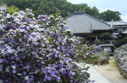 Shirahama Hotel | Shimoda Prince Hotel